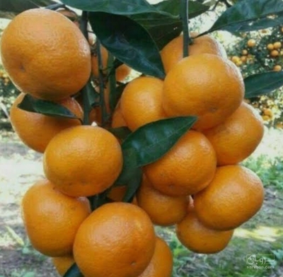 فروش نارنگی محلی