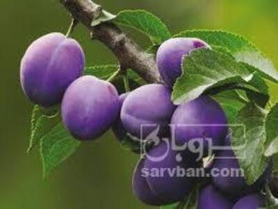 فروش آلوحاج حسنی