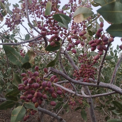 فروش پسته فندقی