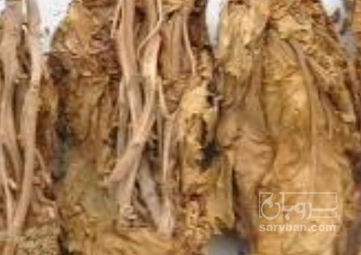 فروش تنباکو  تند