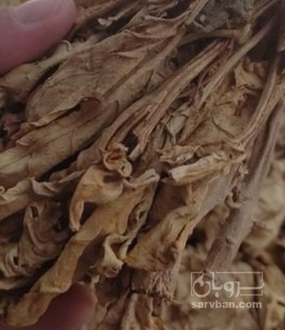 فروش تنباکودو مزه