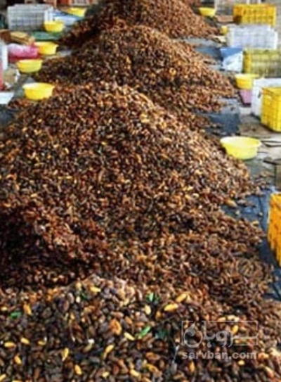 فروش خرما ضایعاتی