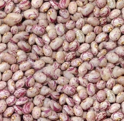 فروش لوبیا چیتی