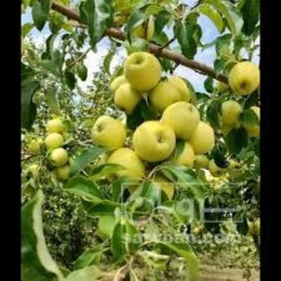 فروش سیب زرد