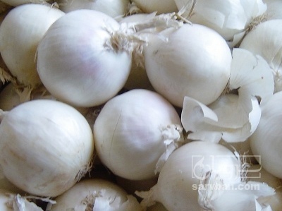 فروش پیاز سفید