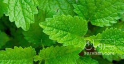 فروش بادرنجبویه (گیاه‌ دارویی)