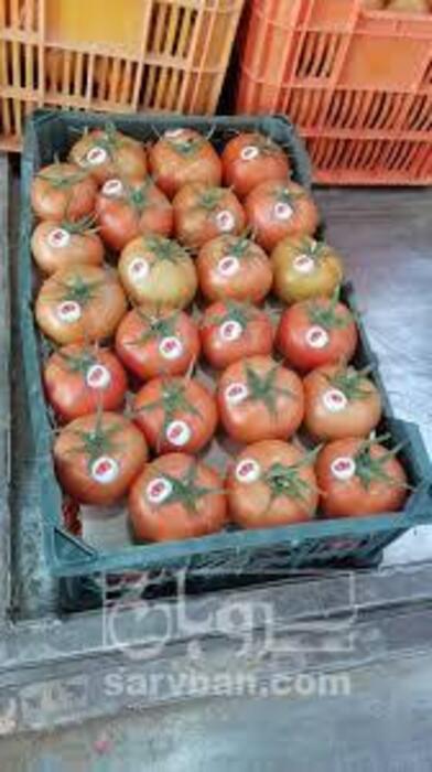 فروش گوجه فرنگی