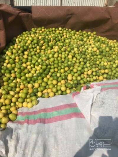 فروش لیمو ترش