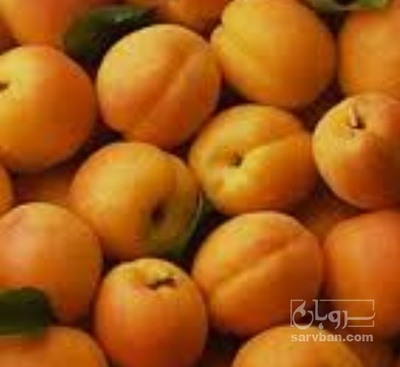 فروش زردآلو