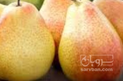 فروش گلابی