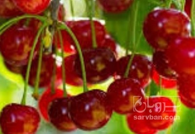 فروش آلبالو