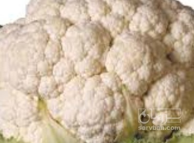 فروش گل کلم