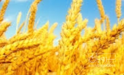 فروش گندم