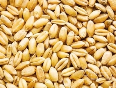 فروش گندم