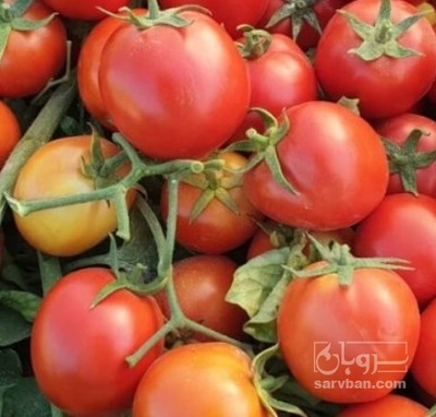 فروش گوجه فرنگی