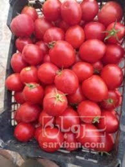 فروش گوجه فرنگی