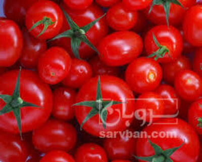 فروش گوجه فرنگی دافنیس