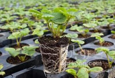 فروش نشا گوجه فرنگی