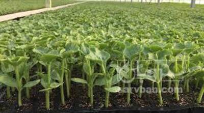 فروش نشا خیار