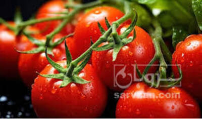 فروش گوجه فرنگی