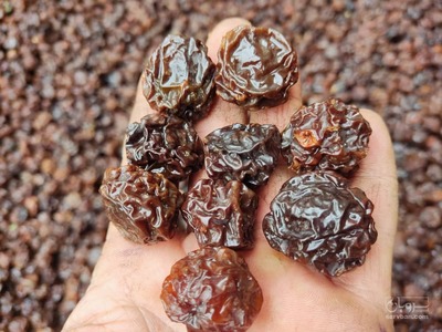 فروش آلوچه سیاه