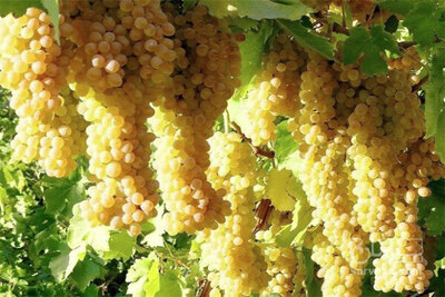 فروش انگور