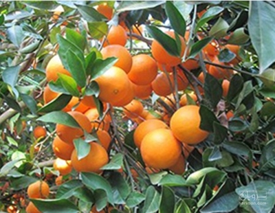 فروش پرتقال تامسون