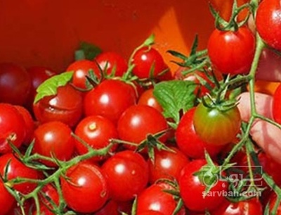 فروش گوجه فرنگی