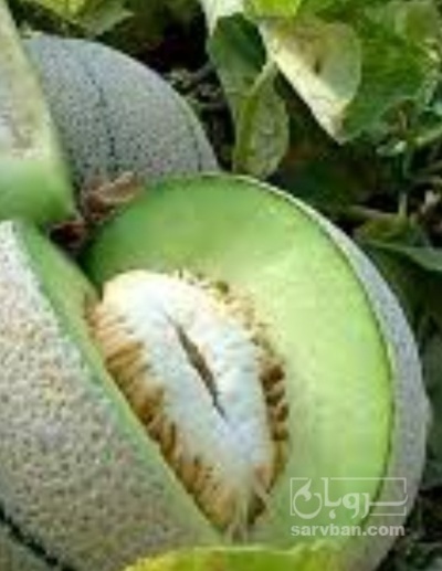 فروش طالبی