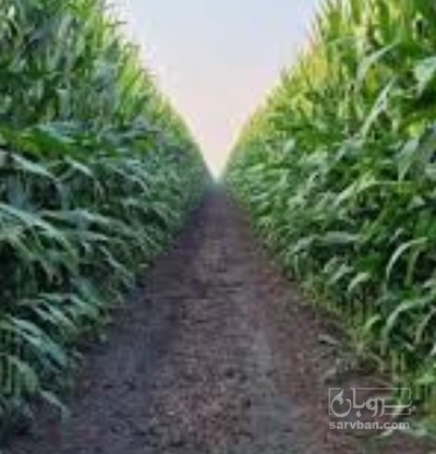 فروش چاپر ذرت - سیلاژ ذرت