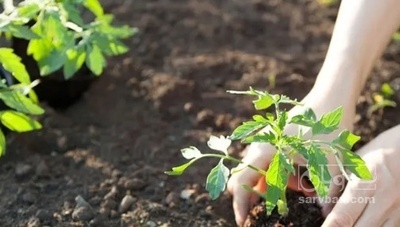 فروش گوجه فرنگی