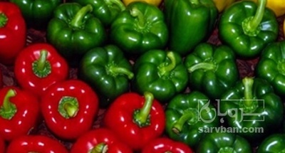 فروش فلفل دلمه ای