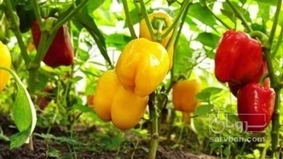 فروش فلفل دلمه ای