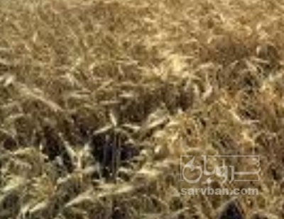 فروش جو