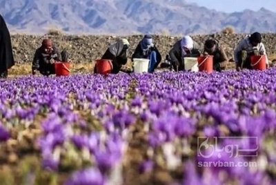 فروش زعفران (گیاه‌ دارویی)