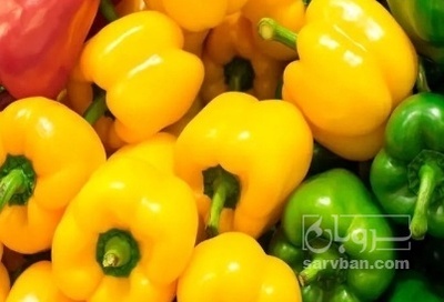 فروش فلفل دلمه ای