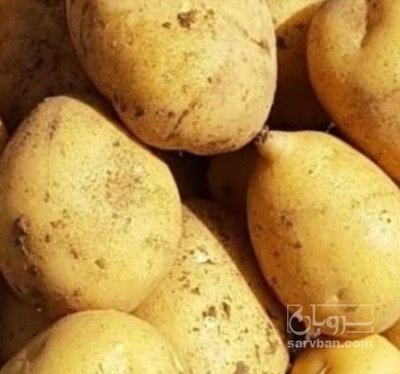 فروش سیب زمینی جلی