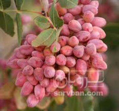 فروش پسته کله قوچی