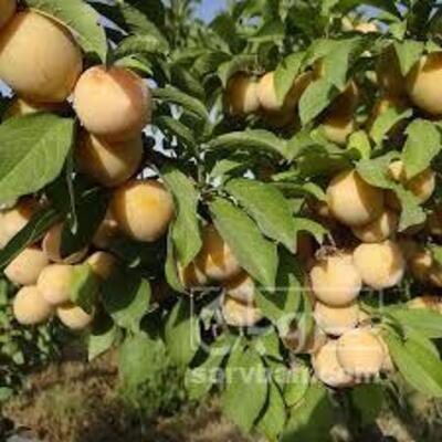 فروش آلو