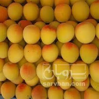 فروش زردآلو