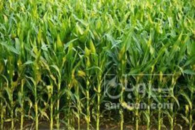 فروش ذرت علوفه ای