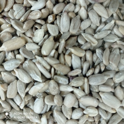 فروش مغز آفتابگردان