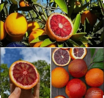 فروش پرتقال خونی