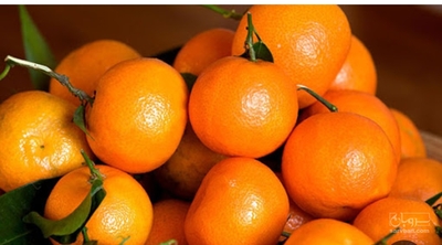فروش نارنگی ژاپنی