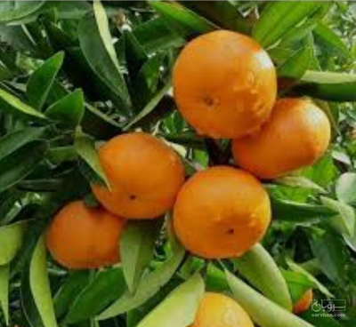 فروش نارنگی محلی