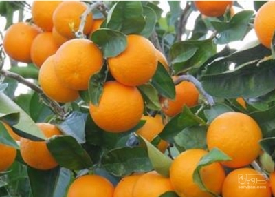 فروش پرتقال تامسون