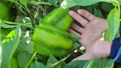 فروش فلفل دلمه ای سبز