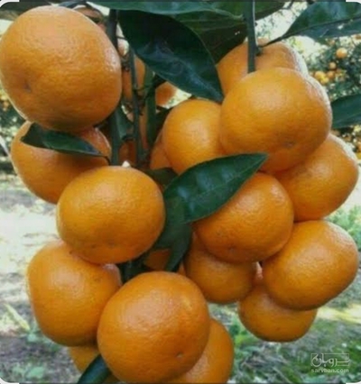 فروش نارنگی محلی