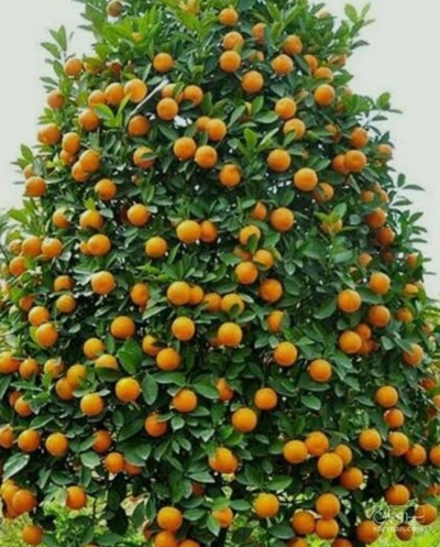 فروش نارنگی