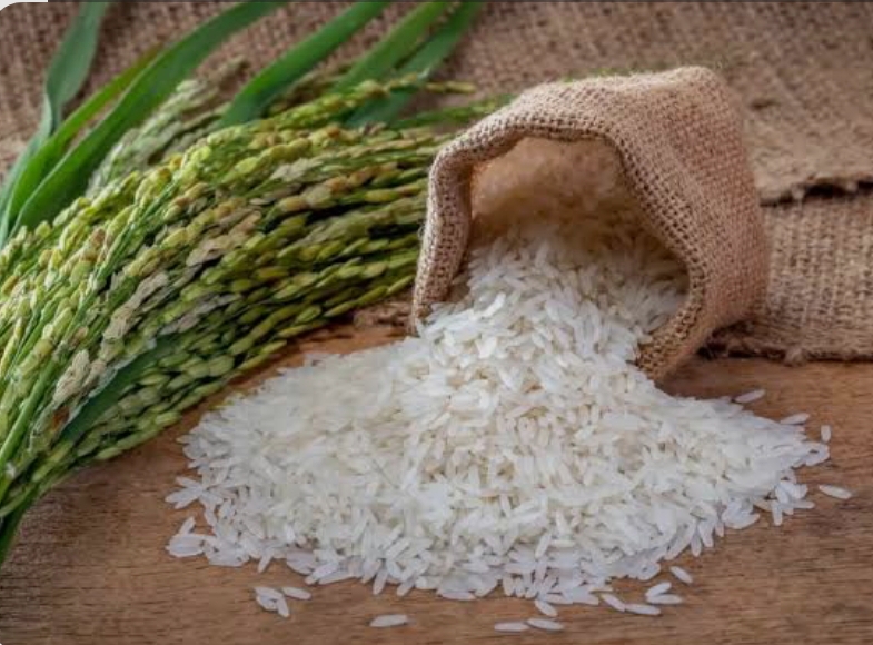 فروش شالی برنج طارم